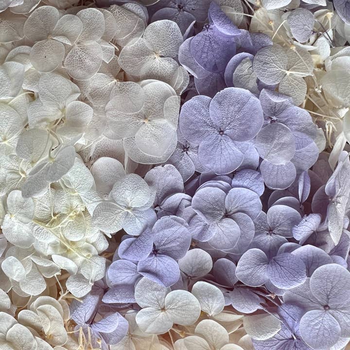 Flowery Work - Wholesale Dried/Pressed Flowers - 30 Colours Preserved & Dried Boxed Hydrangea Flower 30g18