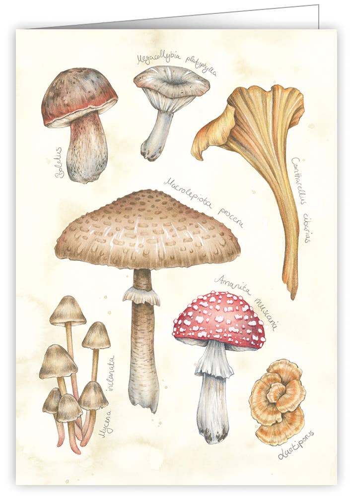 Actetre Deutschland Gmbh - Wholesale Everyday Greeting Card - Pilze (o. T.)0