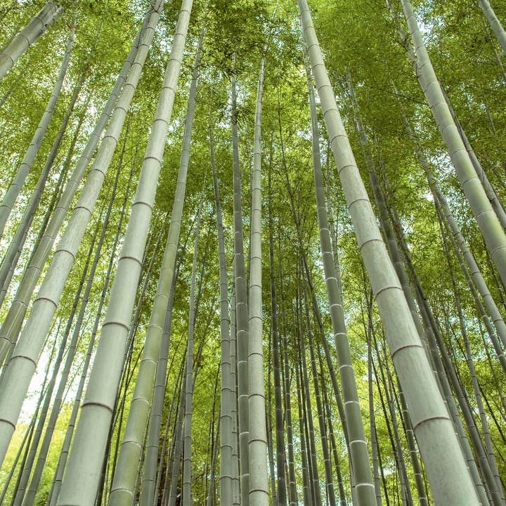 Green Bamboo + Aquatic Melon Candle & Soap Fragrance Oil for wholesale by Scentivore