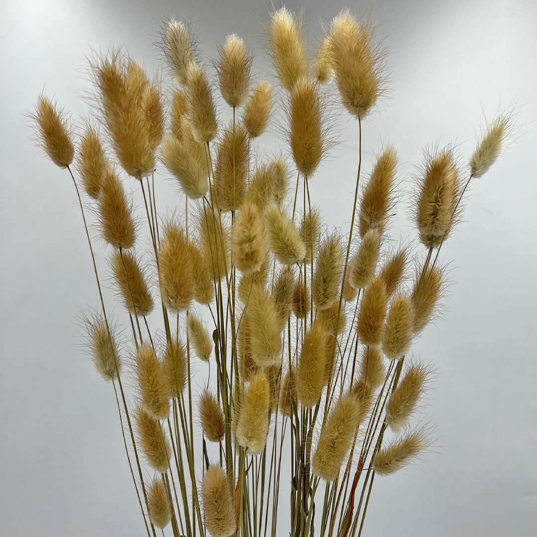 2626 Designs - Wholesale Dried/Pressed Flowers - Bunch Dried Bunny Tails Grass-20-24"  apx 1 oz14