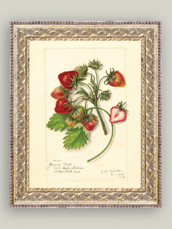 Studie van Aardbeien Ingelijste Antieke Kunst voor wholesale door Petal Lane Home