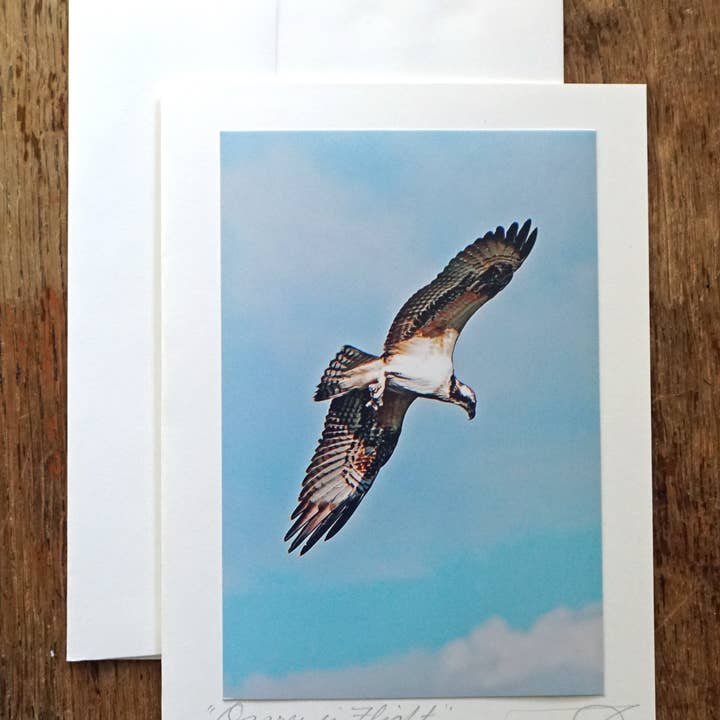 Águila pescadora en vuelo para venta al por mayor de Ann Woodall Studios