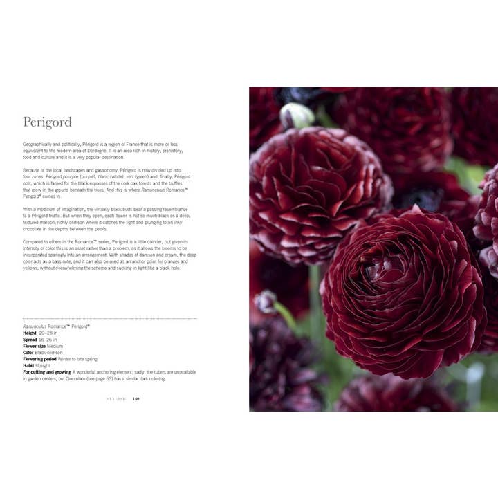 Gibbs Smith - Wholesale Book - Adult - Ranunculus: Beautiful varieties for home and garden