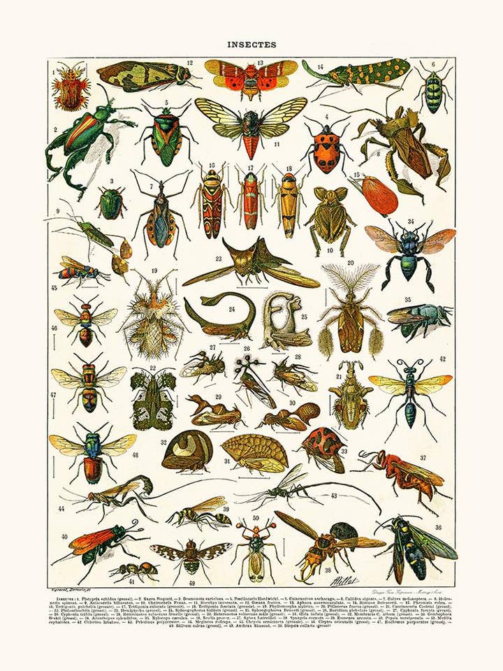 Platypria insects... for wholesale by Salam Editions