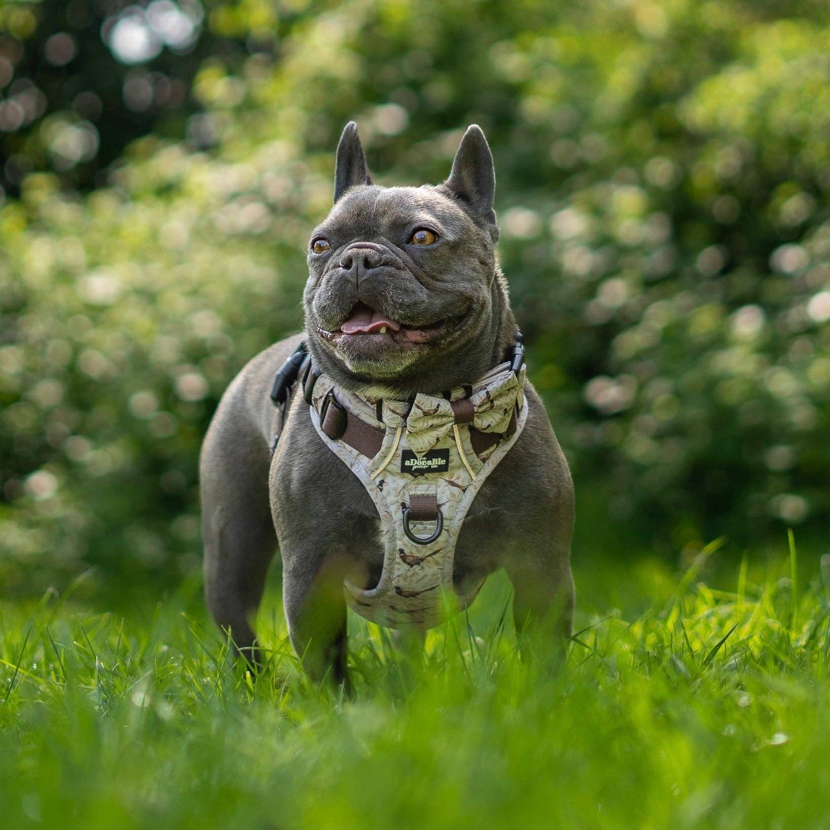 The aDoraBle Pooch Company - Wholesale Tuig voor huisdieren - Hond - Hike & Go™ Harnas - Farmland Fazant11