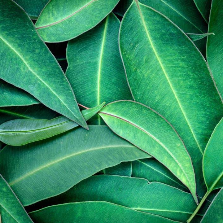 Eucalyptus Incense Sticks for wholesale by Beaches of Tunisia, LLC