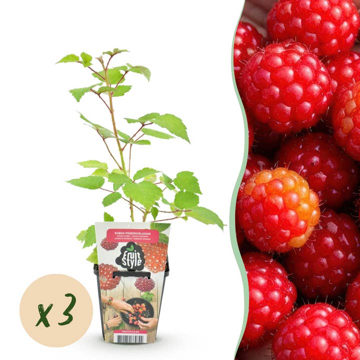 Japansk vinbær Rubus phoenicolasius hårdfør 3 planter Ø9cm Højde30cm – Røde bær – Eksotisk frugtplante til have & altan for engroshandel hos Oasis of Life
