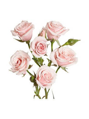 Spray Rose Light Pink / Star Blush / 100 Stems for wholesale by Florasource