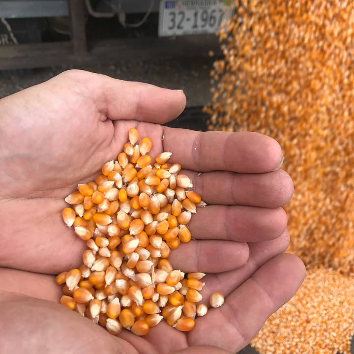 Free Day Popcorn Company - Wholesale Popcorn - Omega Mushroom™, 50 lb bag4