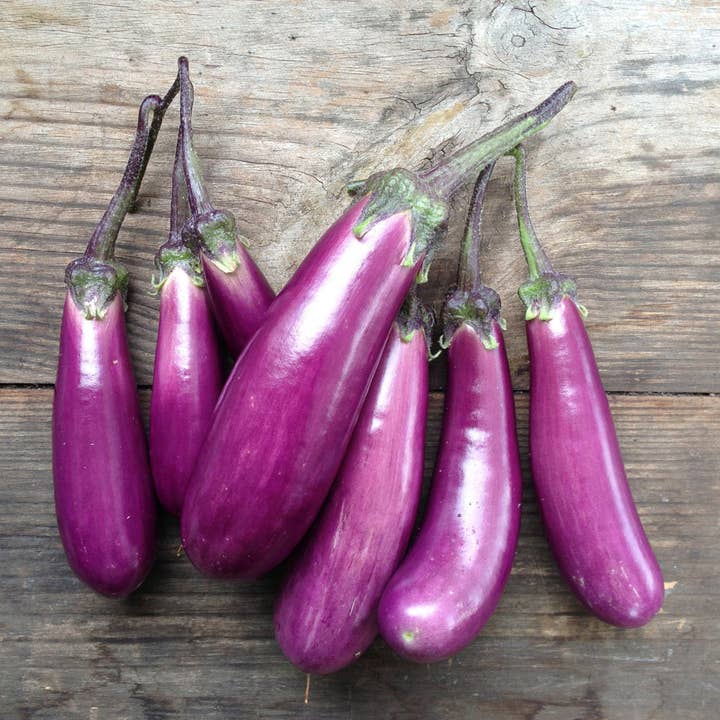 Piccolo Seeds – wholesale Frön – Aubergine Slim Jim