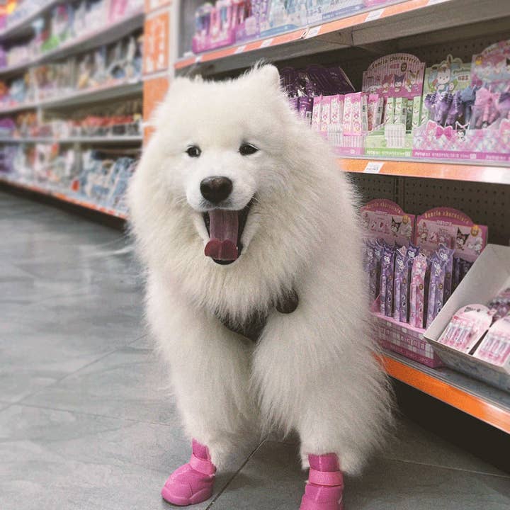 RIFRUF - Wholesale Pet Boots - Dog - Caesar 1 Durable Dog Sneaker with Knitted Mesh38