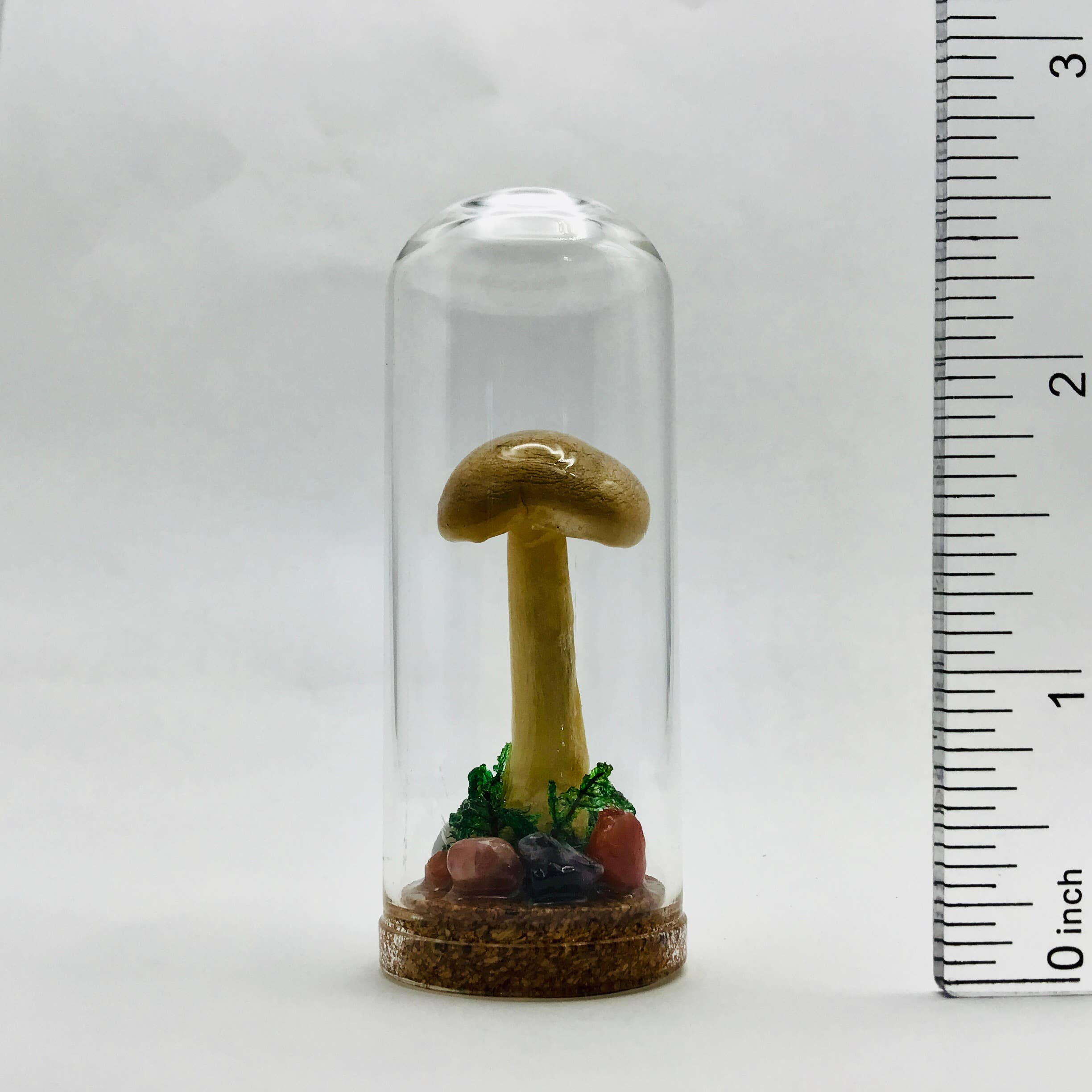 Fungus Farm LLC - Wholesale Decorative Tabletop Object - Real Mushroom Curiosity Jar Fungi Oddity Decor 2.75" # 6671