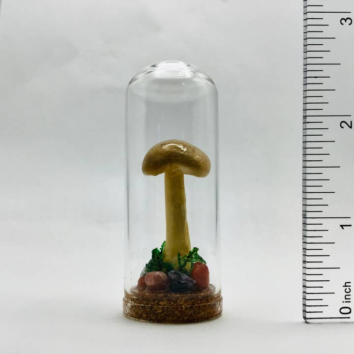 Fungus Farm LLC - Wholesale Decorative Tabletop Object - Real Mushroom Curiosity Jar Fungi Oddity Decor 2.75" # 6671