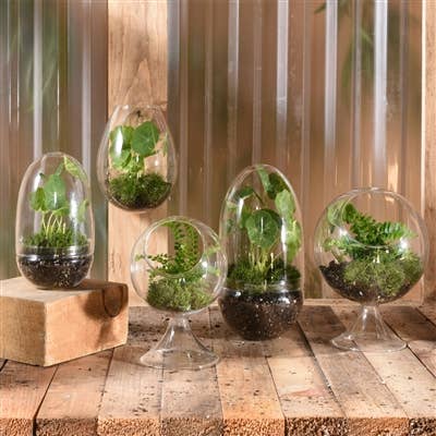 HomArt - Wholesale Terrarium - Sole Terrarium, Glass - Round, Sm2