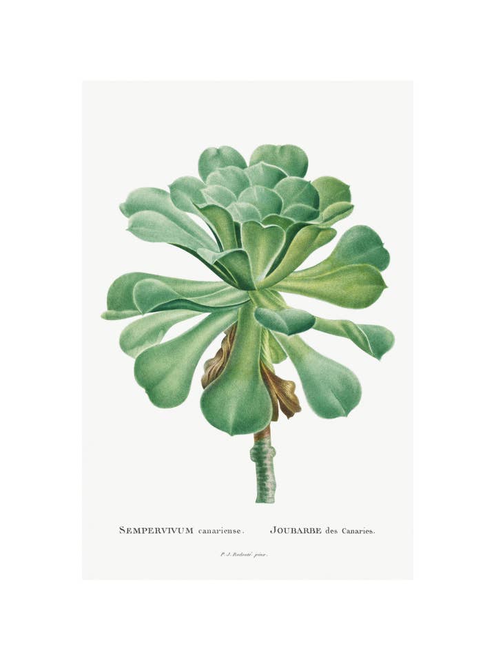 Sempervivum Canariense for engroshandel hos Sweet Tree Cards