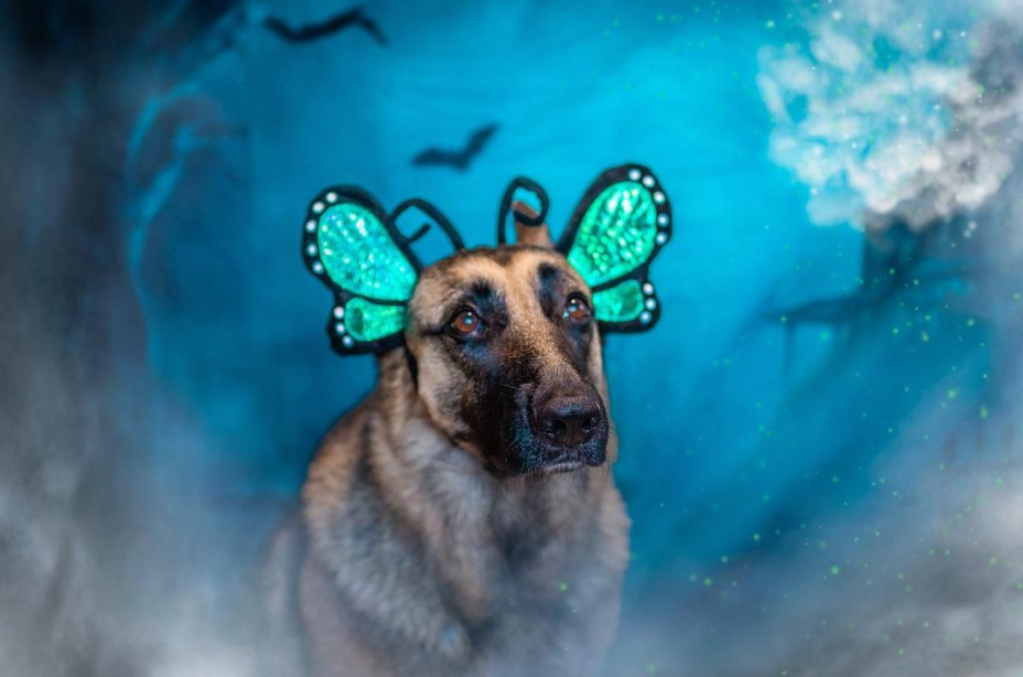 Midlee Designs - Wholesale Pet Costume - Dog - Midlee Butterfly Headband Halloween Dog Costume8