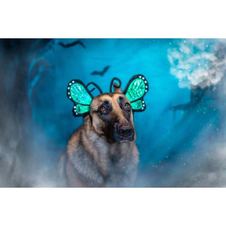Midlee Designs – Disfarce – Cão por atacado – Fantasia de cachorro de Halloween Midlee Butterfly8
