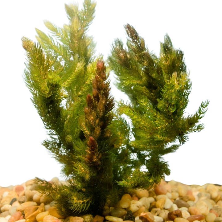 Wetplants - Wholesale Live Plant - Hornwort Bunch Plant