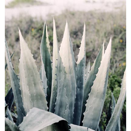 Pale Agave Fine Art Photograph for wholesale by Alicia Bock Print Shop