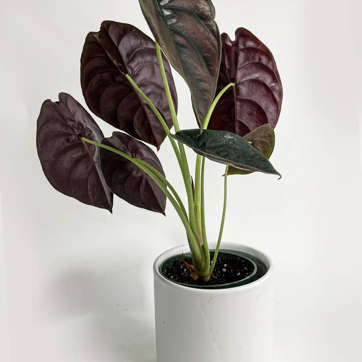 Bumble Plants - Wholesale Live Plant - Alocasia Cuprea Red Secret Jewel5
