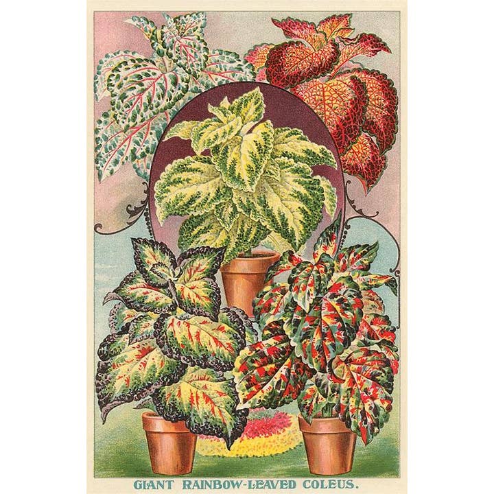Found Image Press - Wholesale Postcard - Postcard FC-191 Varieties of Coleus