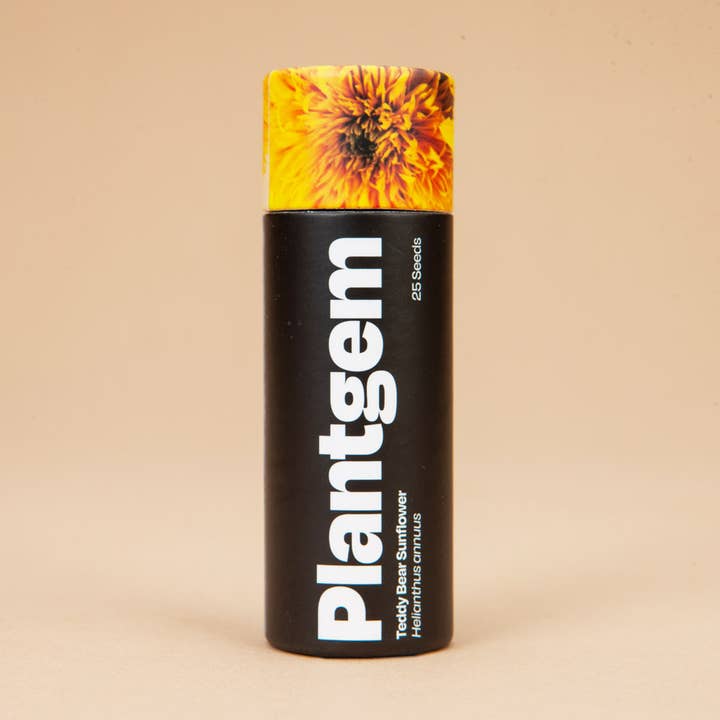 Teddy Bear Sunflower - 50 Seeds for wholesale by Plantgem