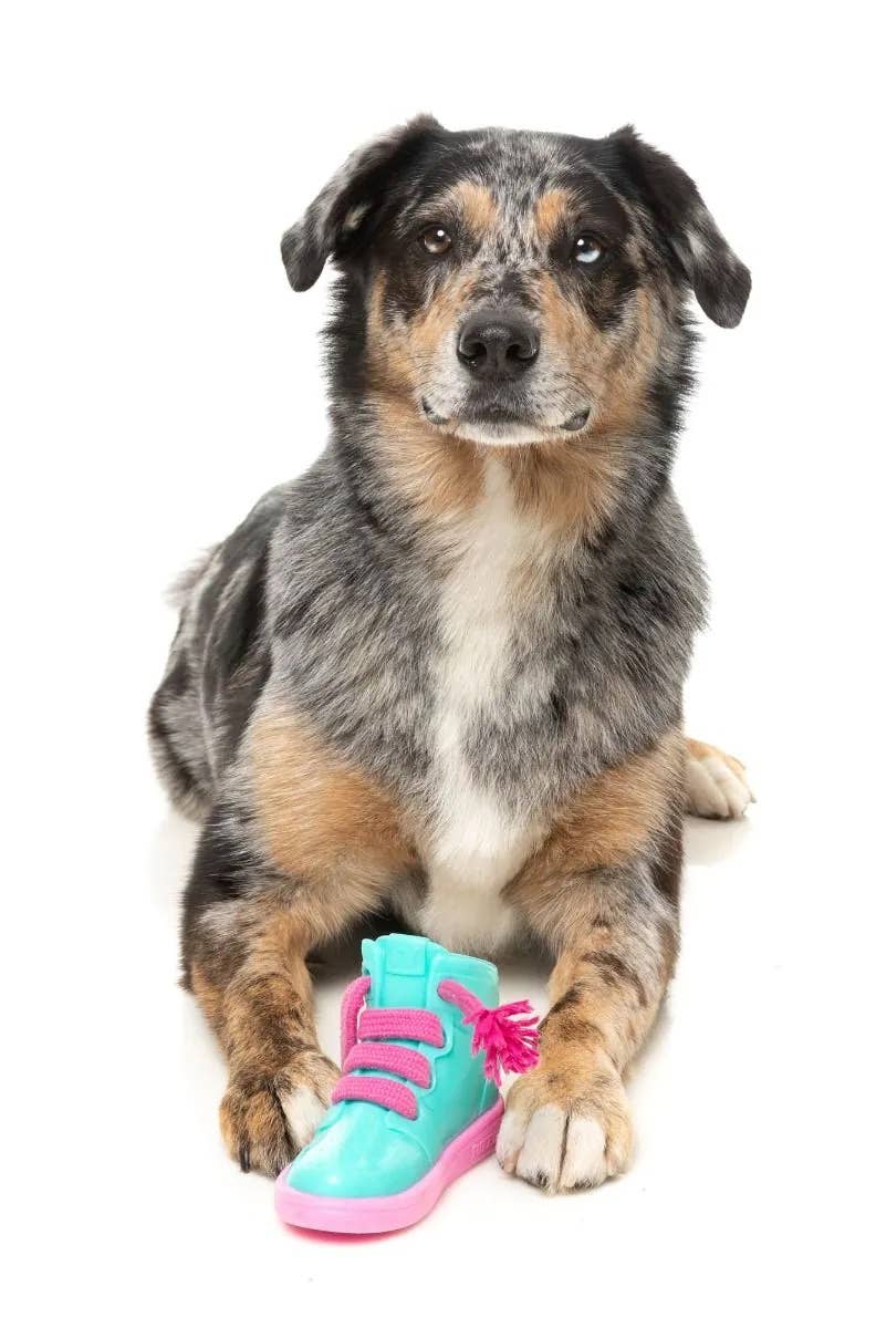 Pet Palette Distribution - Wholesale Pet Chew Toy - Dog - FuzzYard Fresh Kicks N' Licks Dog Chew Toy9