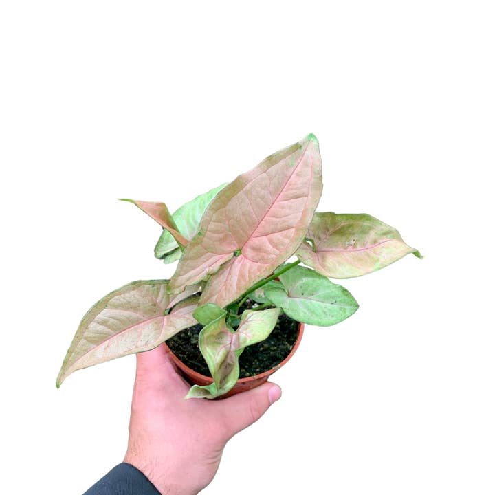 Flow State - Wholesale Live Plant - 4" Syngonium Neon Robusta (Arrowhead Plant) – Live Plant2
