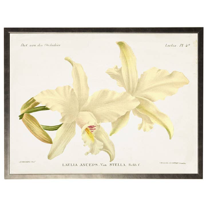 Inramad vintage horisontell orkidébokhylla A för wholesale av Antique Curiosities Inc