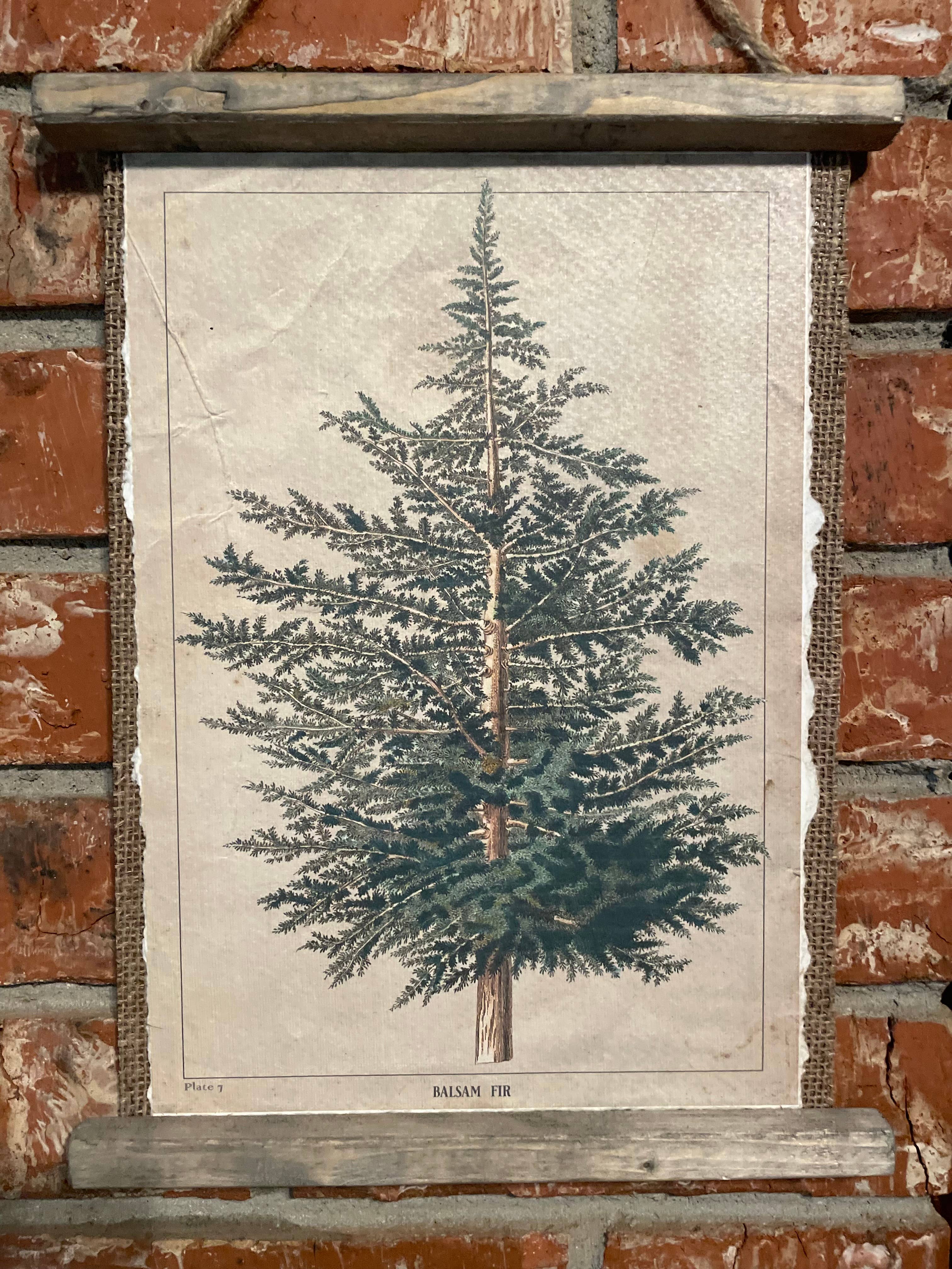LAND OF COTTON - Wholesale Plaque - Balsom Fir Botanical Plate Plaque 1