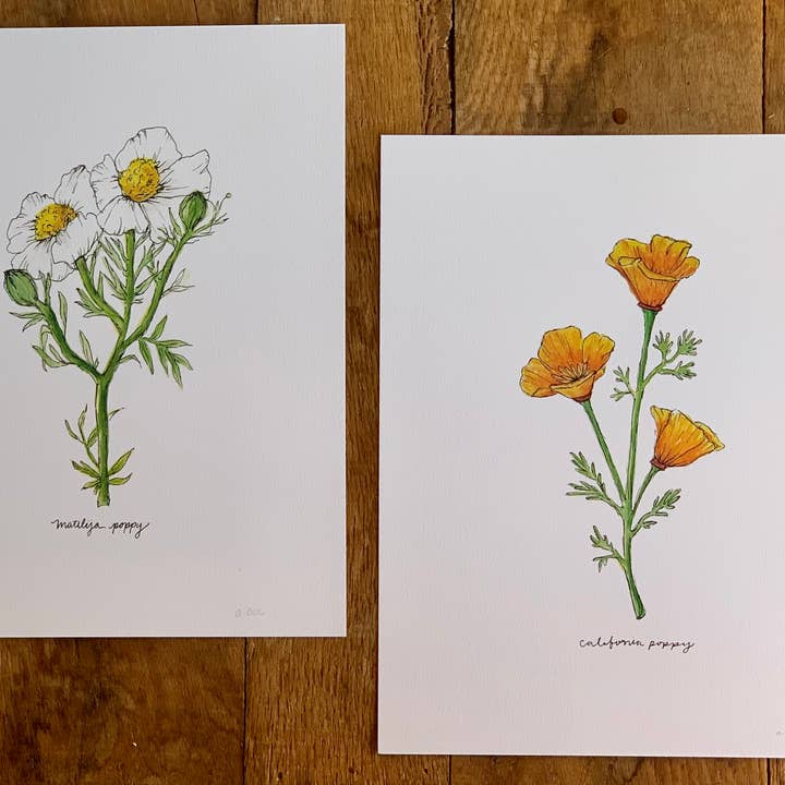 Little Salt Wagon - Wholesale Art Print - Matilija Poppy CA Wildflower Botanical Art Print Wall Decor6