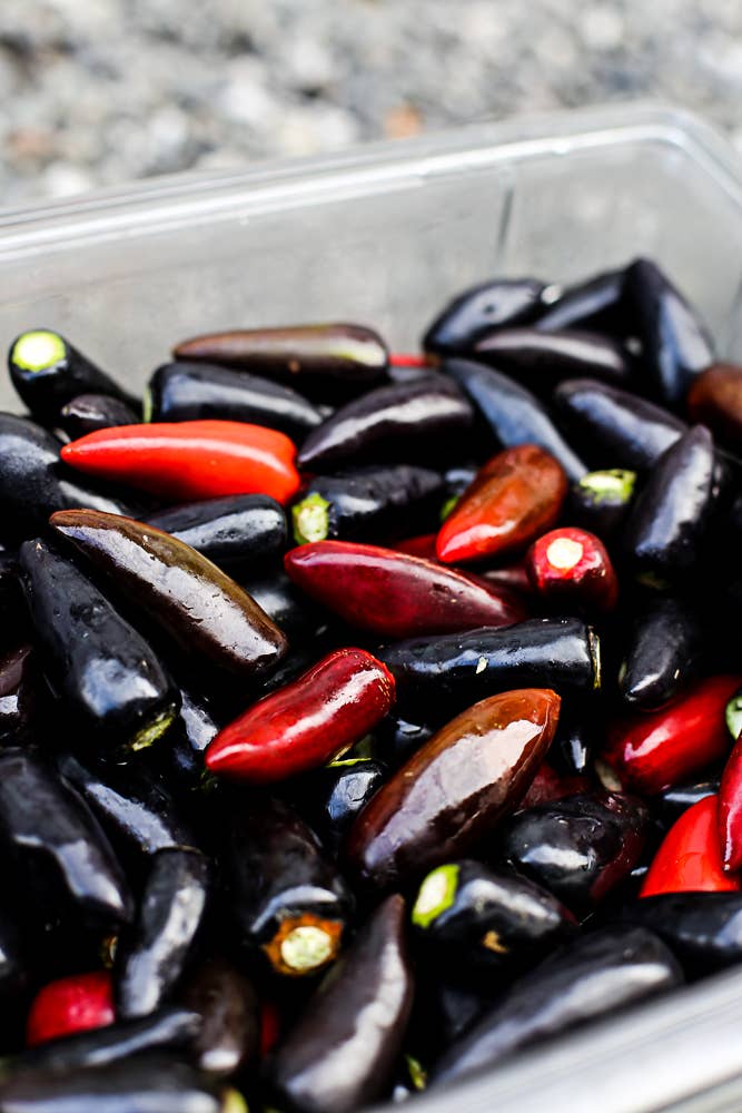 Girl Meets Dirt - Wholesale Preserves - Hot Damn Pepper Jam Spoon Preserves 7.75oz4