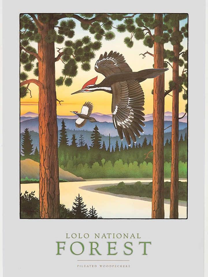 Lolo National Forest - Notecard per la vendita all'ingrosso da parte di Frame of Mind