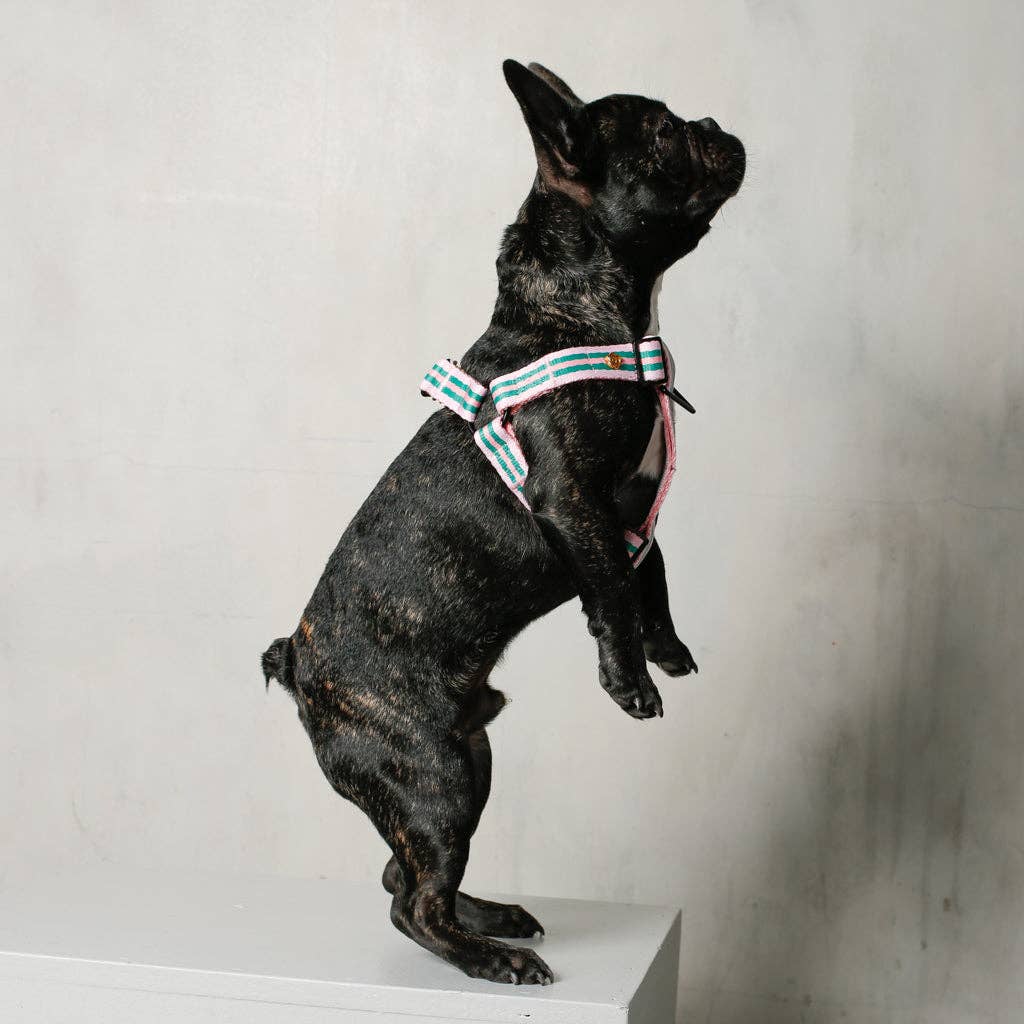 Saint Rue - Wholesale Pet Harness - Dog - Le Classic Dog Harness15