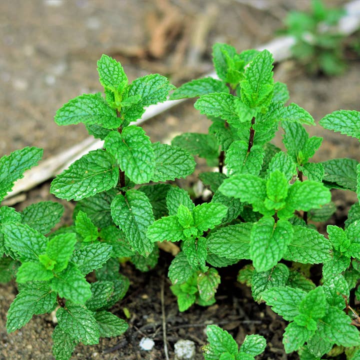 Des Mots Qui Fleurissent - Vente Carte de vœux classique - Carte à planter - J'ai soif de mojitos5