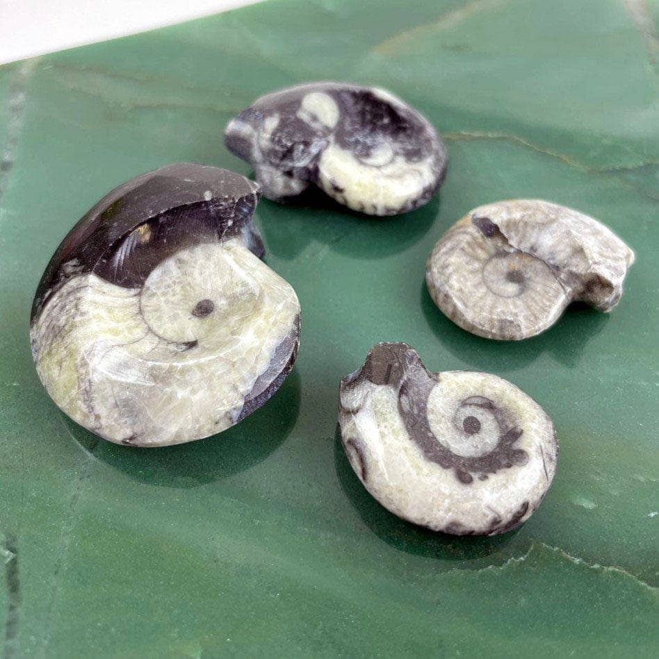 Rock Paradise – Pedra/cristal espiritual por atacado – Amonite Fóssil Inteiro Amonite Preto e Branco1