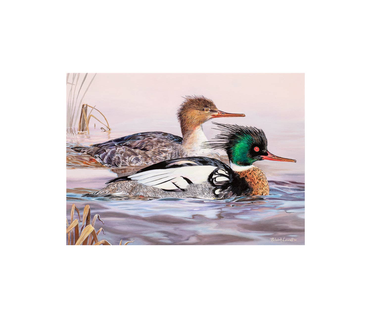 Rebekah Lowell Creative Studio - Wholesale Art Print - 2020 Maine Duck Stamp Print (Red-breasted Mergansers)1