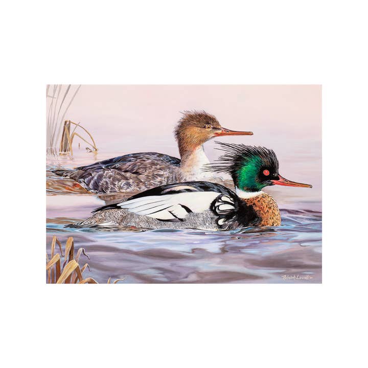 Rebekah Lowell Creative Studio - Wholesale Art Print - 2020 Maine Duck Stamp Print (Red-breasted Mergansers)1