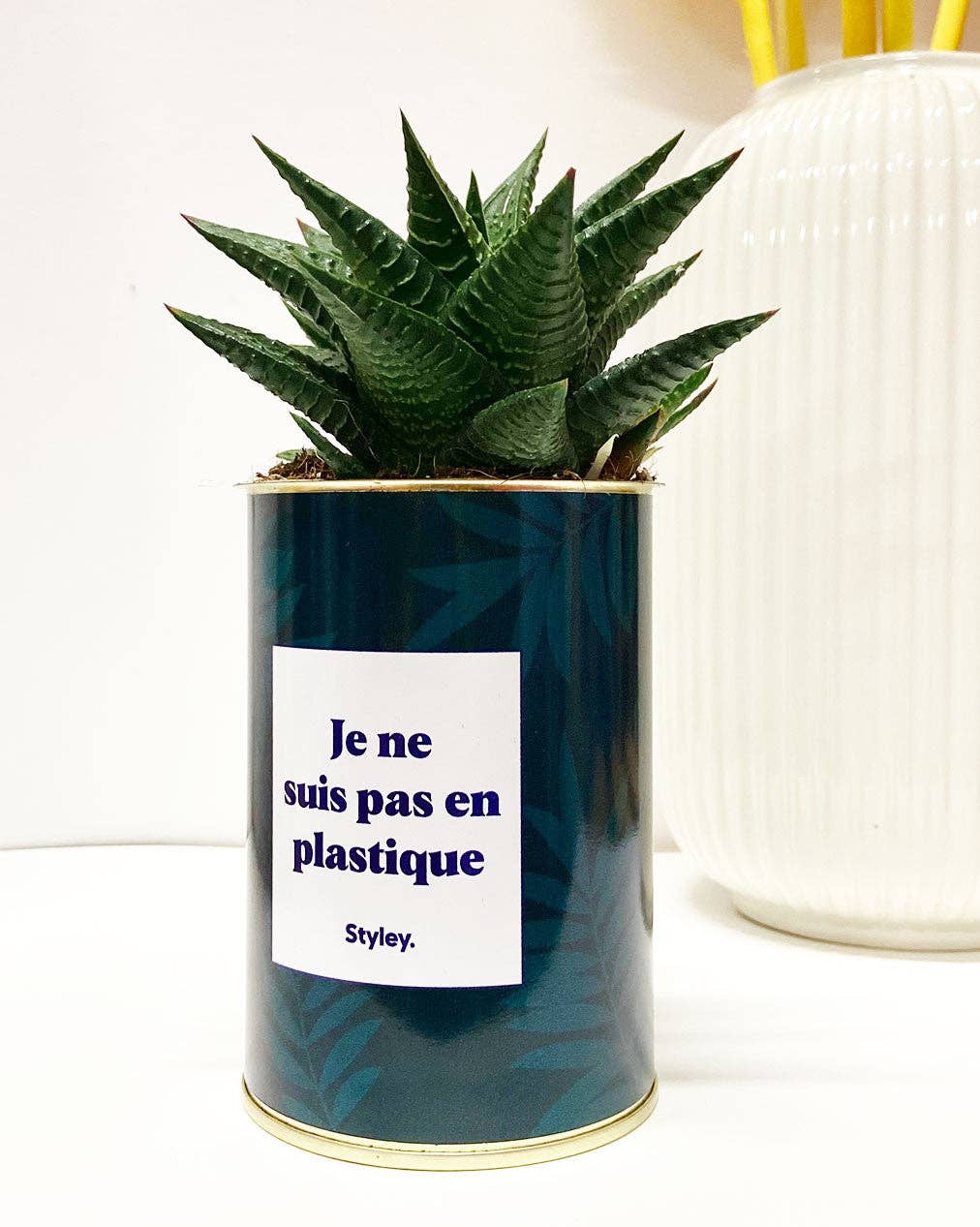 Styley - Wholesale Live Plant - Je Ne Suis Pas En Plastique - Cactus0
