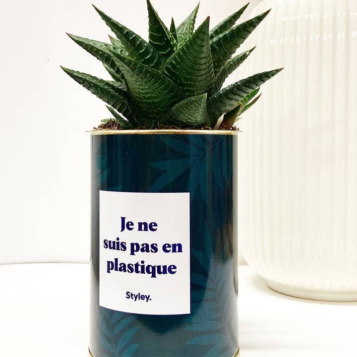 Styley - Wholesale Live Plant - Je Ne Suis Pas En Plastique - Cactus0