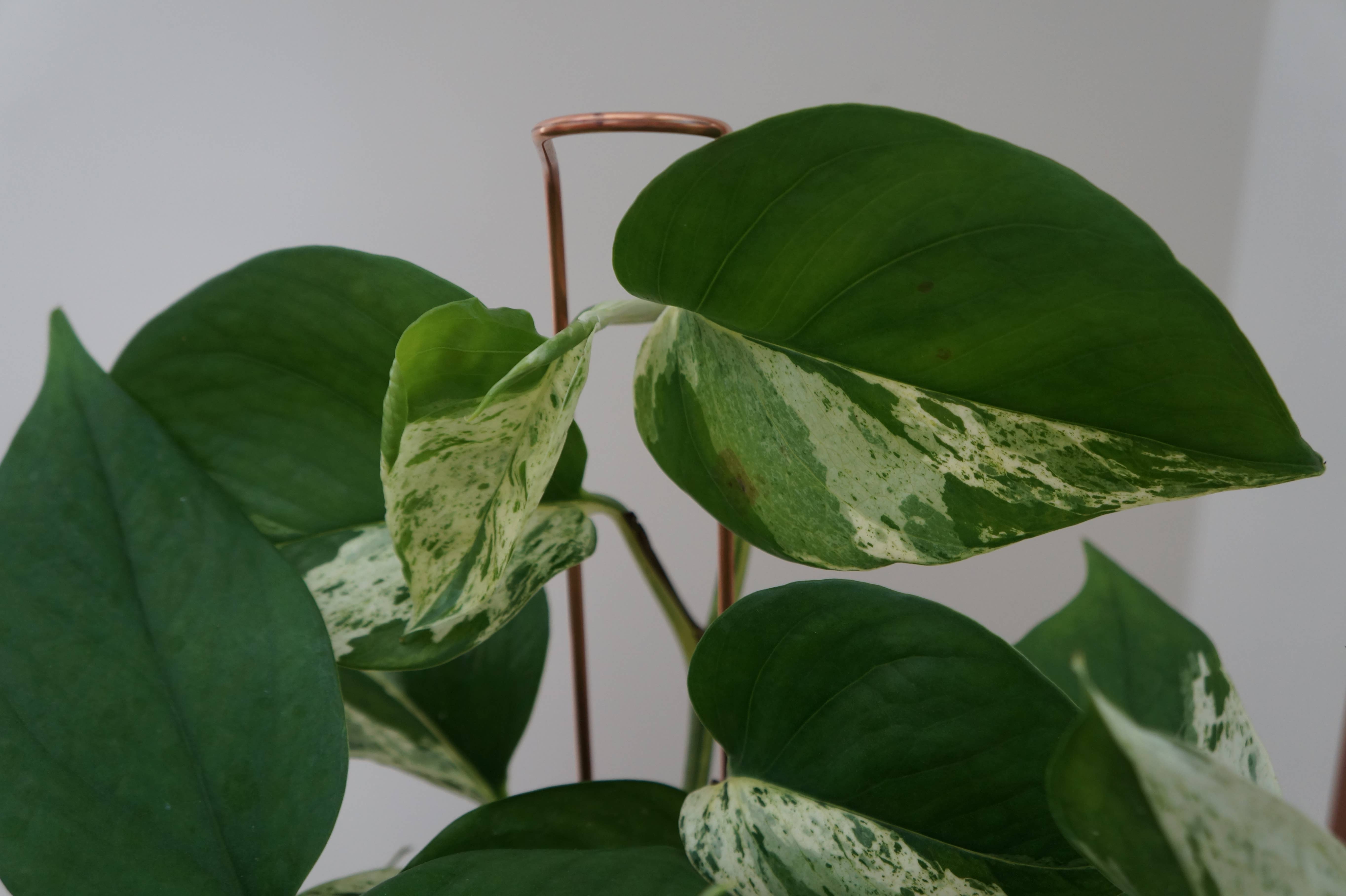 The Brass Butterfly - Wholesale Garden/Lawn Stake - Unique Plant Support Stakes (set of 4)4