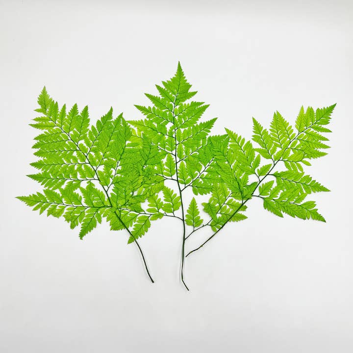 2626 Designs - Vente Fleur séchée/pressée - Fougère Davallia Mariesii séchée et préservée29