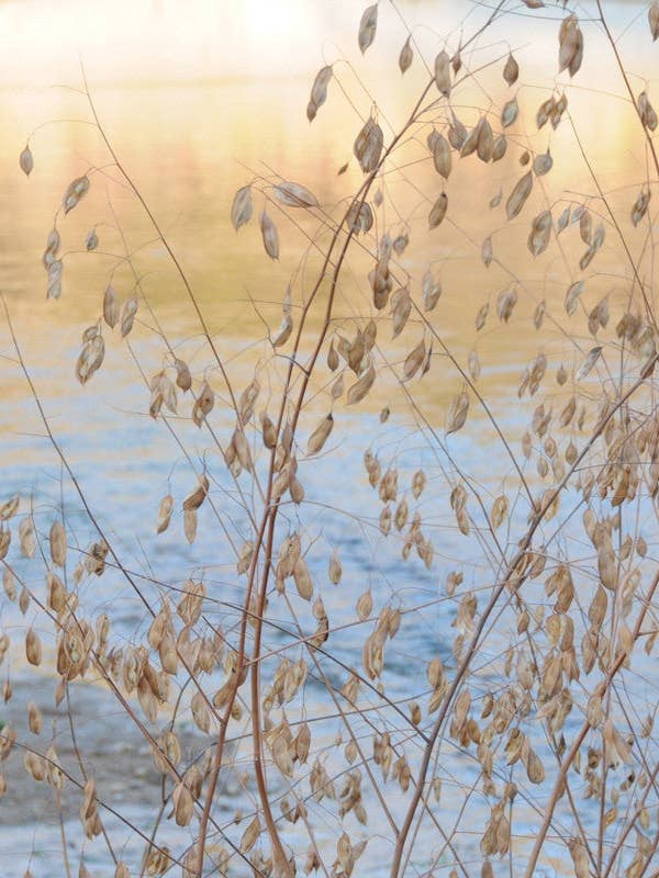 Q153 - Texas pastello per la vendita all'ingrosso da parte di Stonehenge Designs