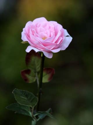 Artificial Light Pink Single Medium Old English Rose for wholesale by Mezu Silk Flowers