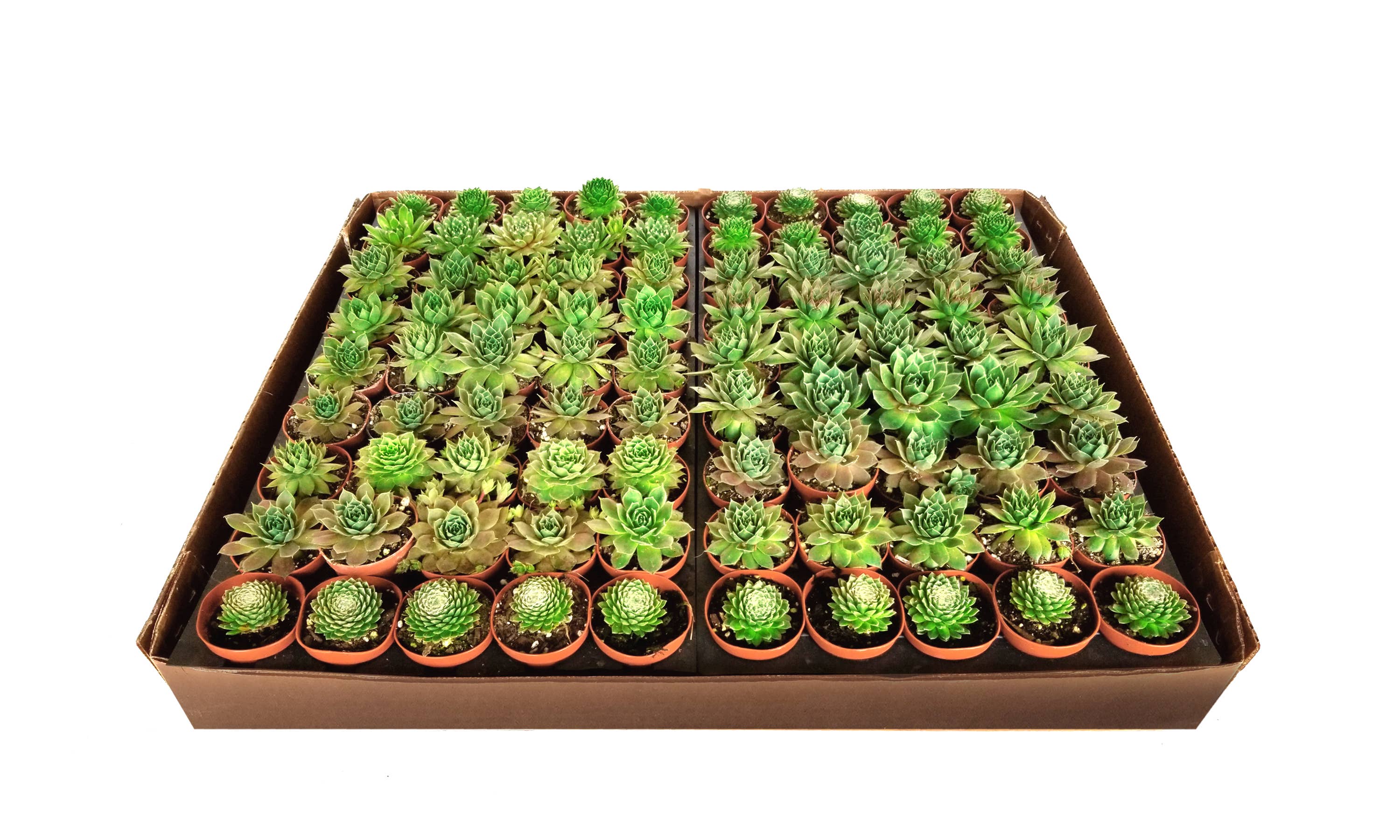 Succulents & Such, Inc. - Wholesale Succulent - 2" Sempervivum Succulents Live Plants