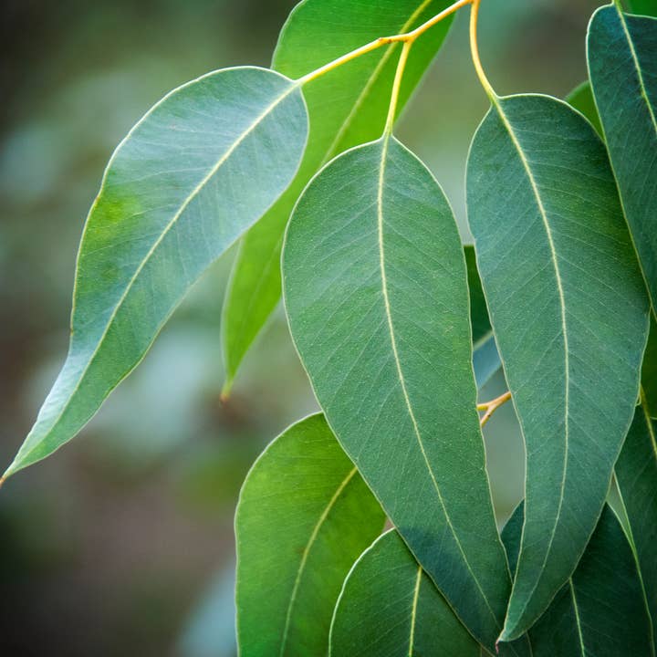 Natural Wholesale - Wholesale Essential Oil - Eucalyptus Essential Oil