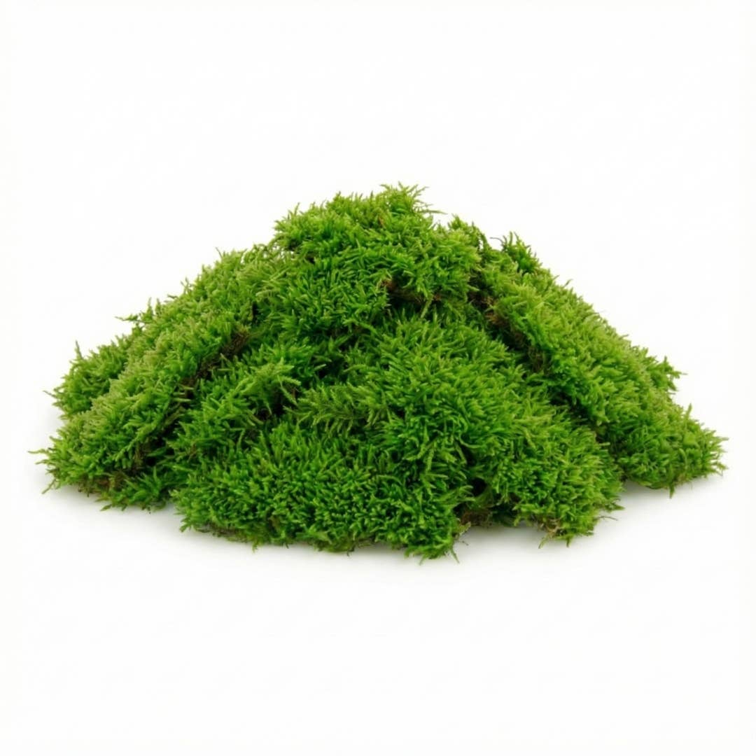 Moss & Stone Gardens - Wholesale Terrarium - 1 Sq Ft of Live Sheet Moss2