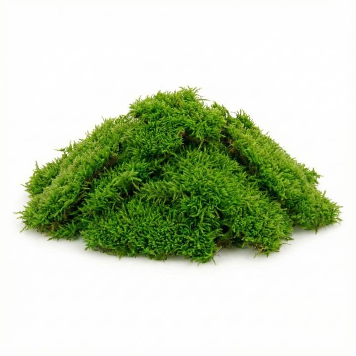 Moss & Stone Gardens - Wholesale Terrarium - 1 Sq Ft of Live Sheet Moss2