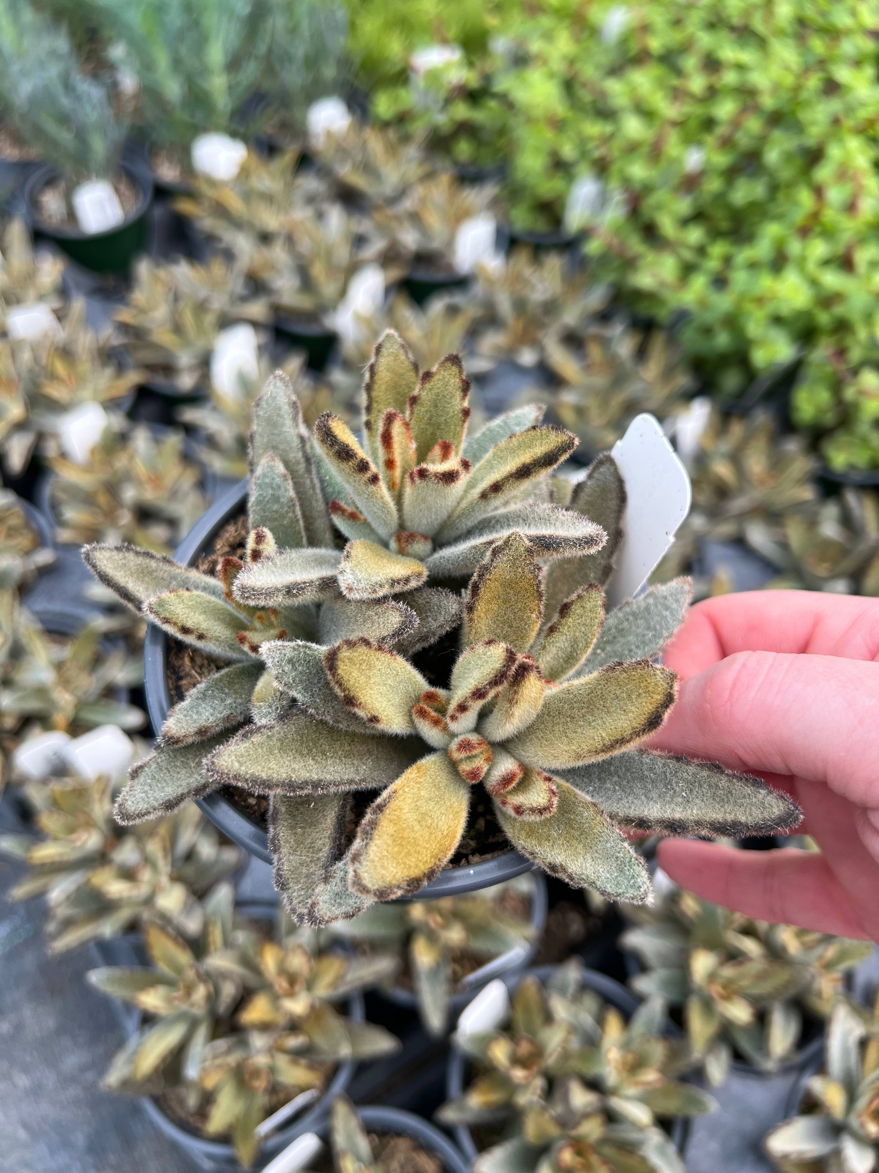 Dutch Touch Growers - Wholesale Succulent - 10 - Assorted Live 4" Rooted Succulents8