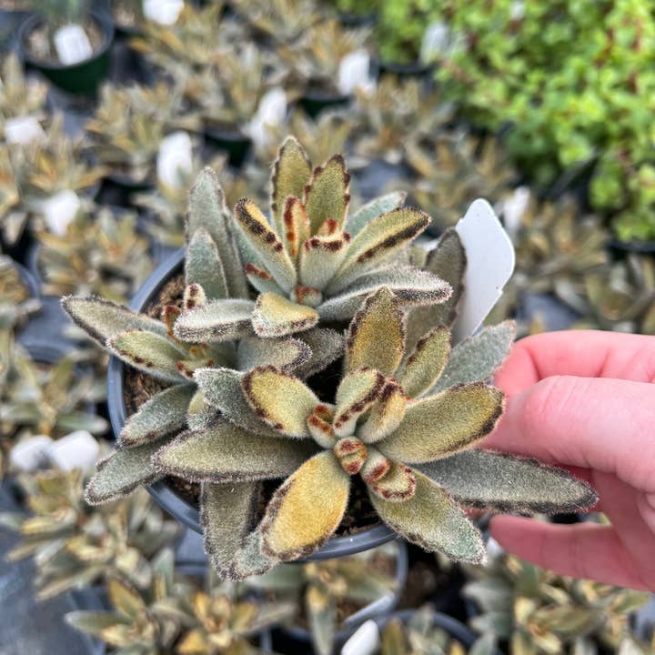 Dutch Touch Growers - Wholesale Succulent - 10 - Assorted Live 4" Rooted Succulents8